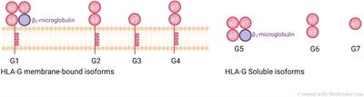 HLA-G and the MHC Cusp Theory